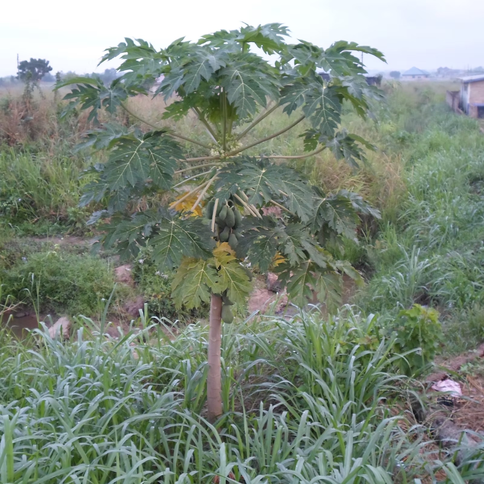 ACCRA